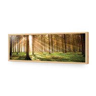 Autumn Pine Forest