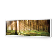 Autumn Pine Forest
