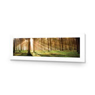 Autumn Pine Forest