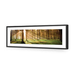 Autumn Pine Forest