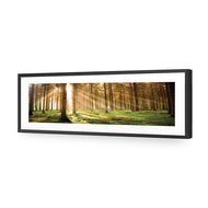 Autumn Pine Forest