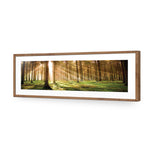 Autumn Pine Forest