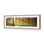Autumn Pine Forest