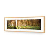 Autumn Pine Forest