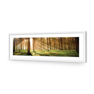 Autumn Pine Forest