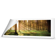 Autumn Pine Forest