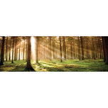 Autumn Pine Forest (stock)