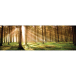Autumn Pine Forest