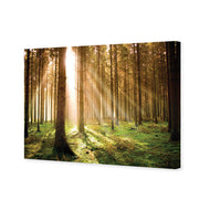 Autumn Pine Forest