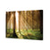 Autumn Pine Forest