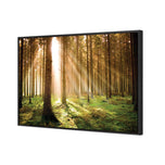 Autumn Pine Forest