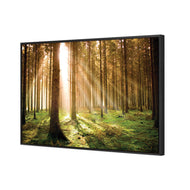 Autumn Pine Forest