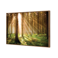 Autumn Pine Forest