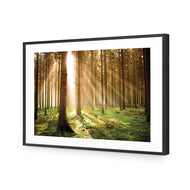 Autumn Pine Forest