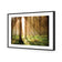 Autumn Pine Forest