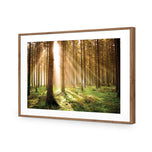 Autumn Pine Forest