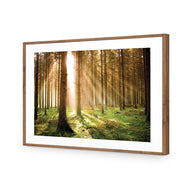 Autumn Pine Forest