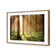 Autumn Pine Forest