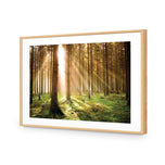 Autumn Pine Forest