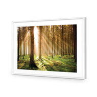 Autumn Pine Forest