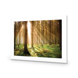 Autumn Pine Forest