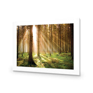 Autumn Pine Forest