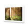 Autumn Pine Forest