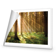 Autumn Pine Forest