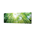 Sun Through Trees
