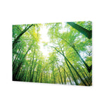 Sun Through Trees