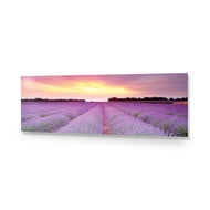 Lavender Sunset