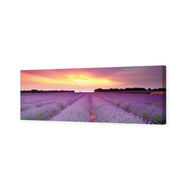 Lavender Sunset