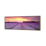 Lavender Sunset