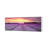 Lavender Sunset