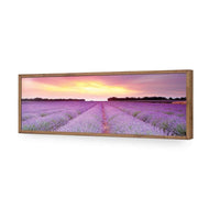 Lavender Sunset