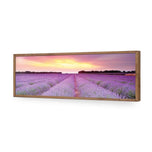 Lavender Sunset