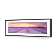 Lavender Sunset