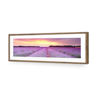 Lavender Sunset