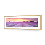 Lavender Sunset