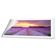 Lavender Sunset