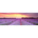 Lavender Sunset