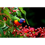 Lorikeet on Red Gum