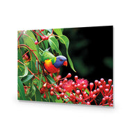 Lorikeet on Red Gum