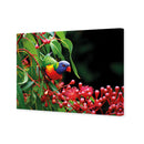 Lorikeet on Red Gum