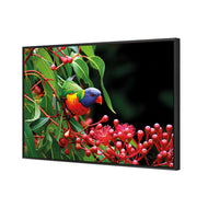 Lorikeet on Red Gum