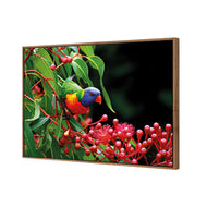 Lorikeet on Red Gum