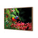 Lorikeet on Red Gum