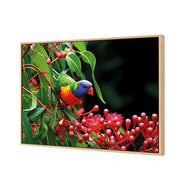 Lorikeet on Red Gum