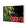 Lorikeet on Red Gum