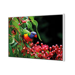 Lorikeet on Red Gum